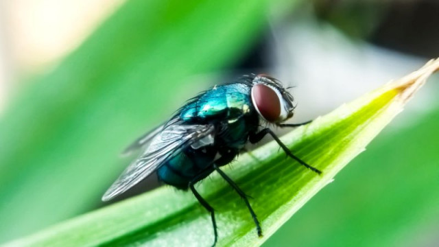 В южната част на Мексико инженери ветеринари и ентомолози работят